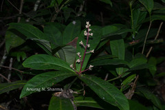 Ardisia paniculata